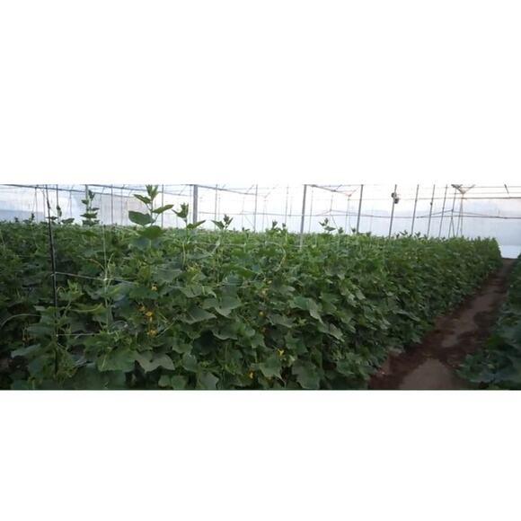 Climbing Garden Heavy-Duty Trellis Net 4x328ft Roll, 6" netting - Picture 3 of 8